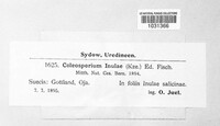Coleosporium inulae image